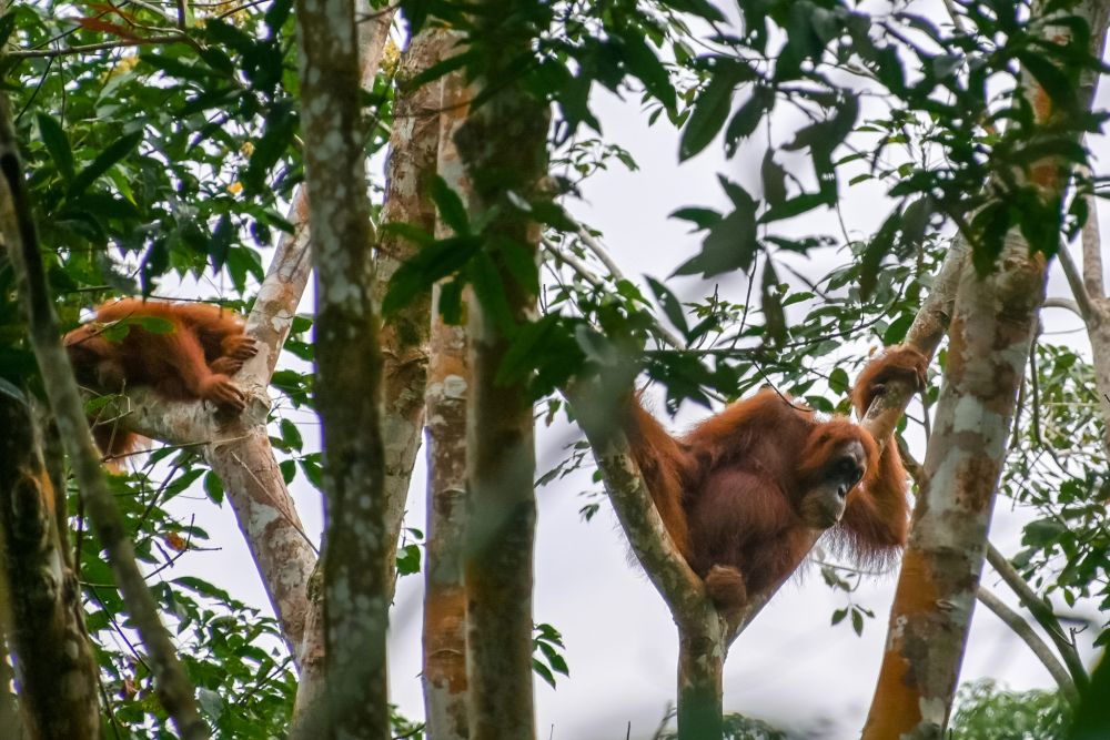 Two orange-haired orangutans sitting in forks of a tree.