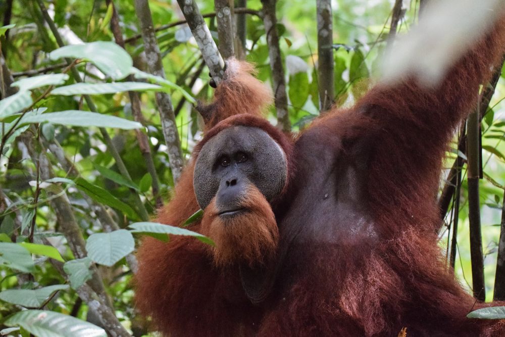 A close-up of an orangutan: long red hair, but gray around the face.