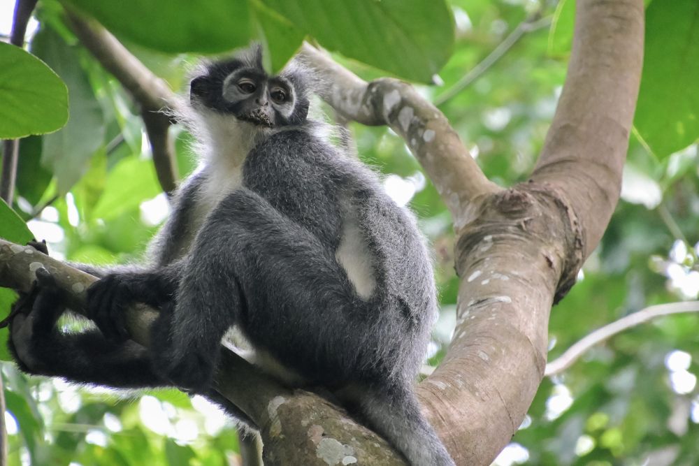A gray and white monkey sits in a tree.