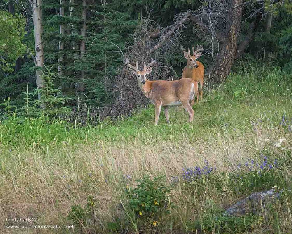 Two deer with large antlers look at the camera in a grassy area next to a wood.