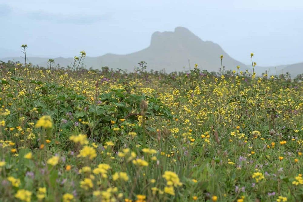 A field with wildflowers with, in the background, a mountain that looks just like the face of a person lying on their back.