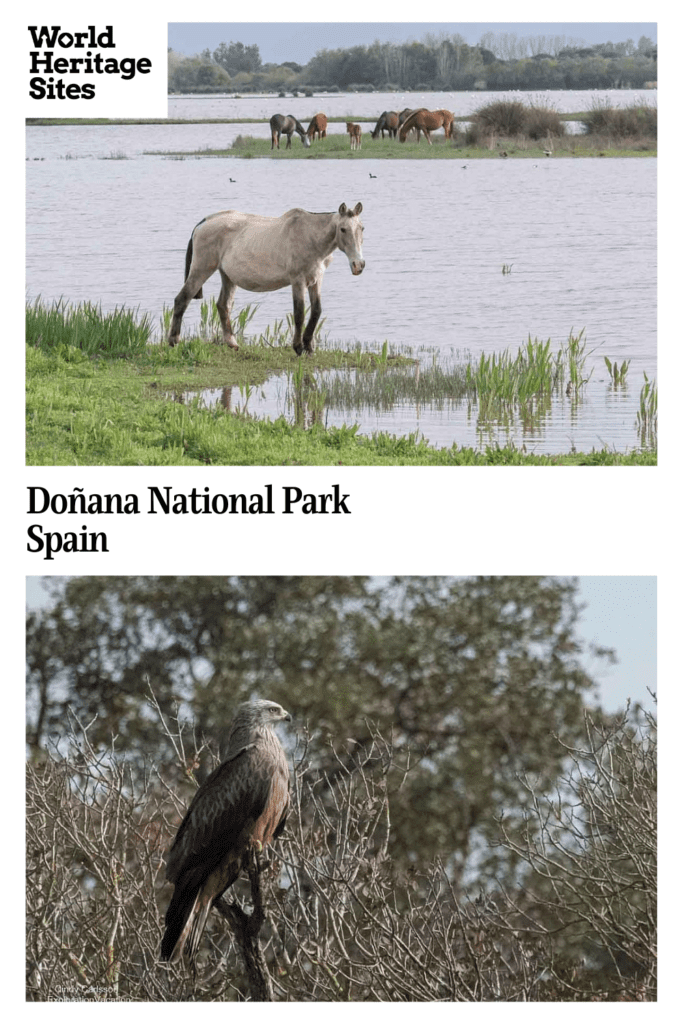 Text: Doñana National Park, Spain. Images: above, wild horses; below, a bird of prey.