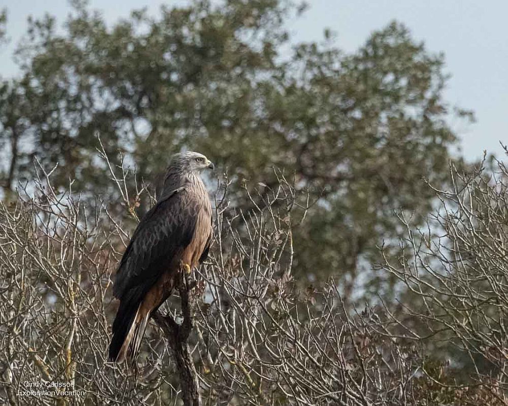 A bird of prey sits on a branch of a tree.