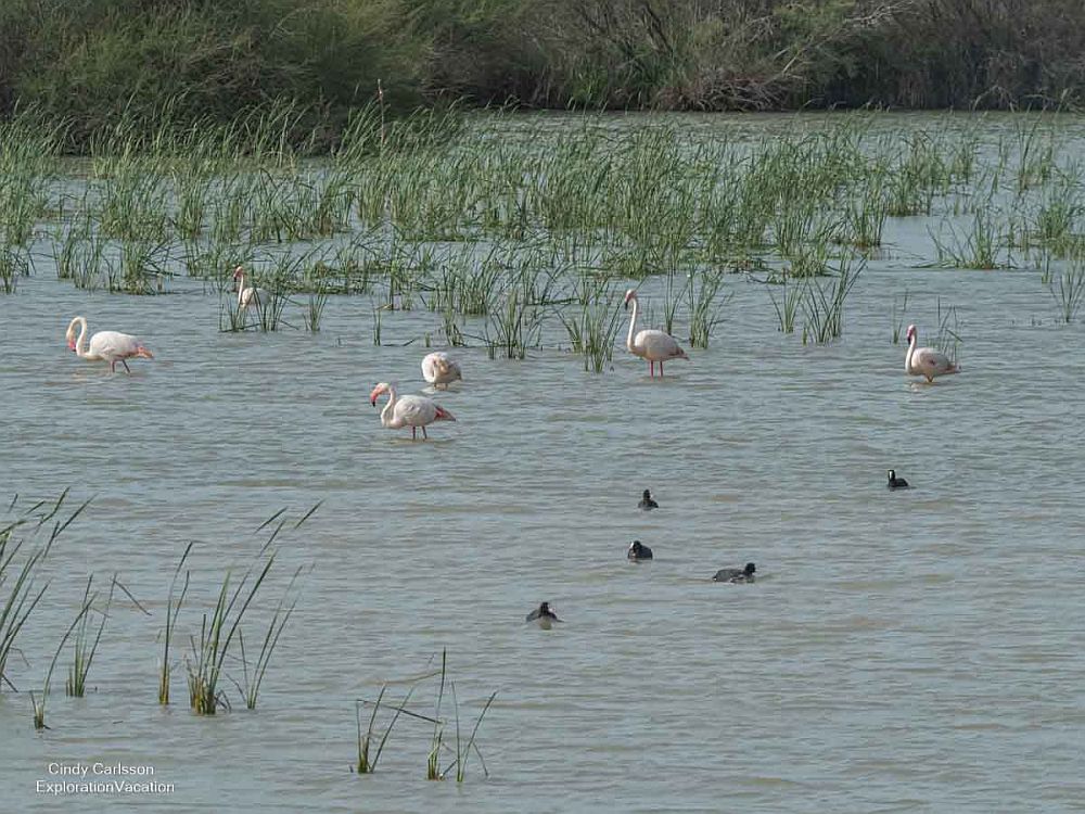 Various water birds wade or swim in shallow water.