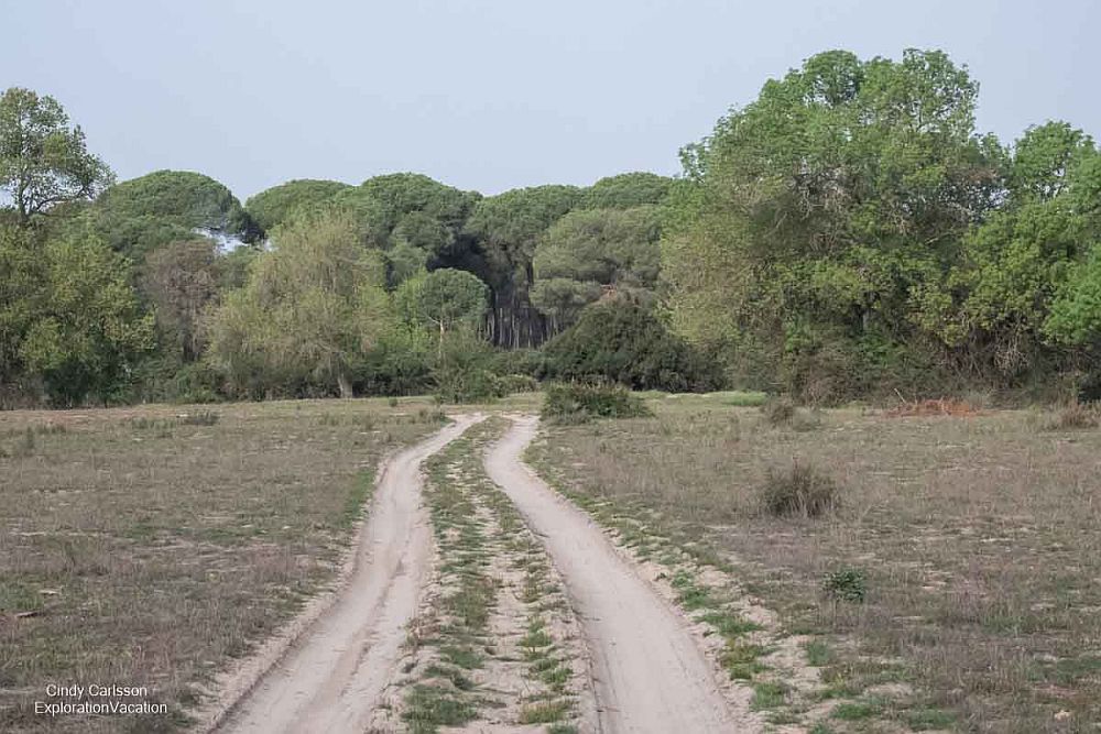 A dirt road across a field disappears into a wooded area in Doñana National Park. 