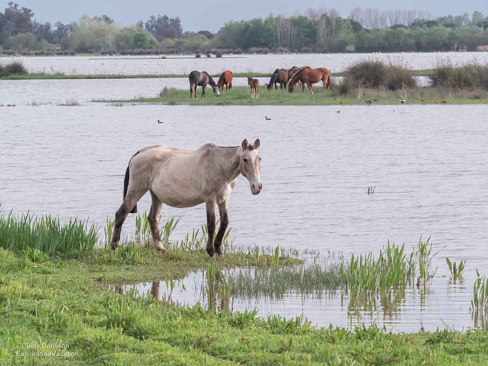 Wild horses graze next to a body of water.