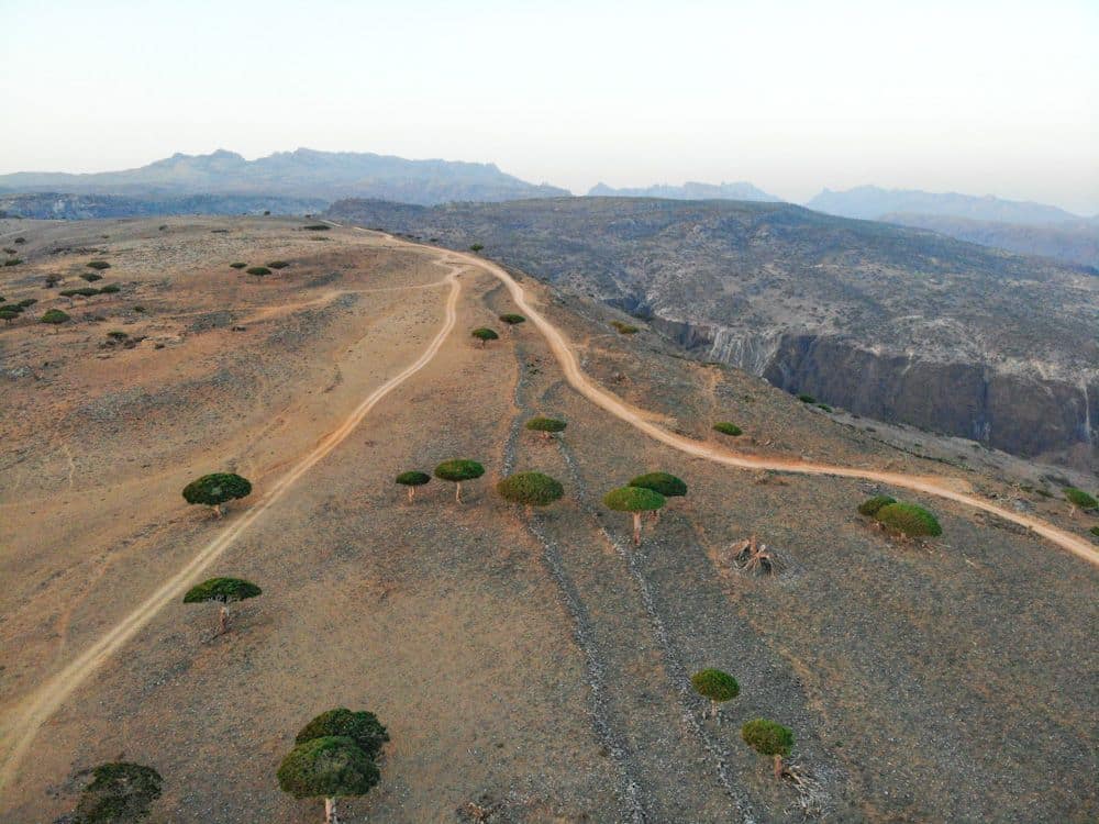 A view from up high over a dry-looking landscape with two dirt roads merging and leading off into the distance. Odd mushroom-shaped trees here and there, and a steep gorge on the right.