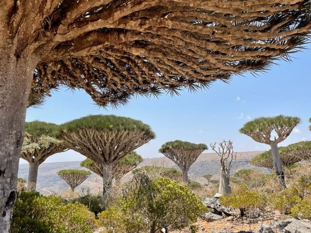 Mushroom-shaped trees on Socotra Archipelago.