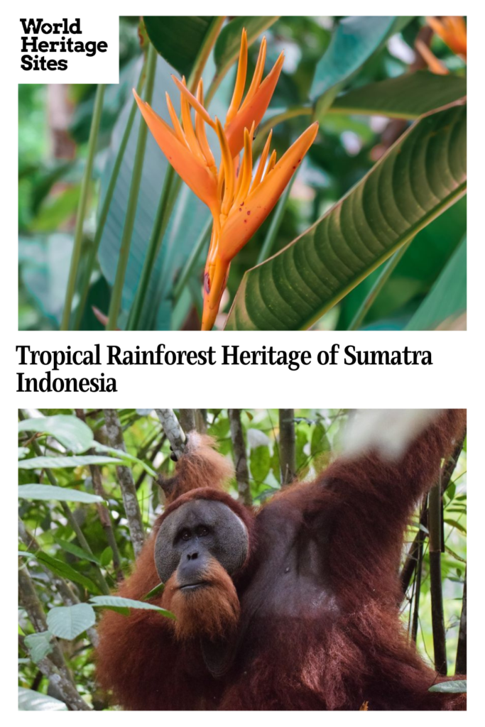 Text: Tropical Rainforest Heritage of Sumatra, Indonesia. Images: above, an orange flower; below, an orangutan.