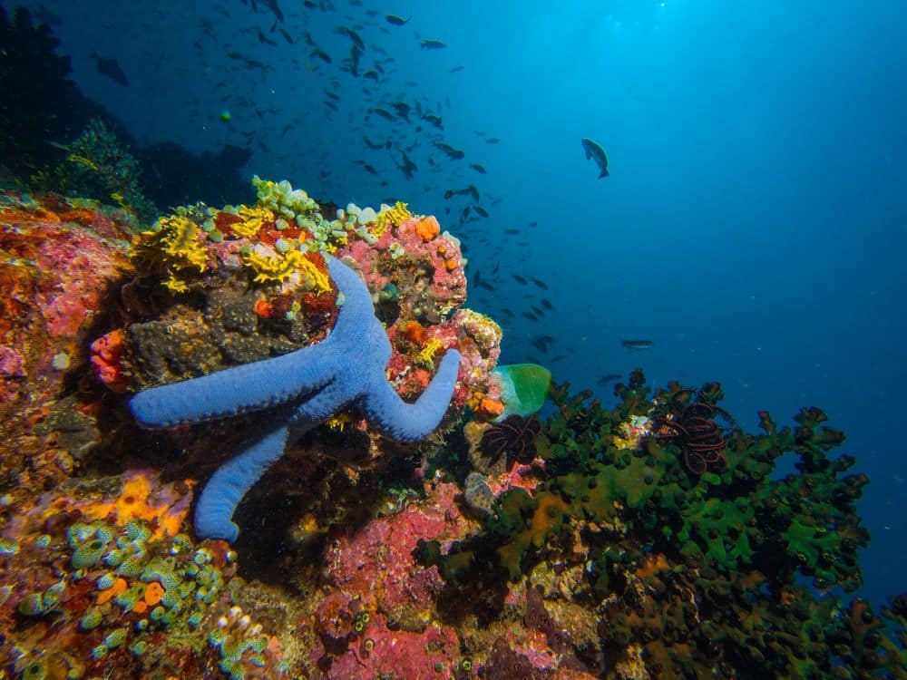 Underwater view of a coral reef with a blue starfish in the foreground and some fish in the background.