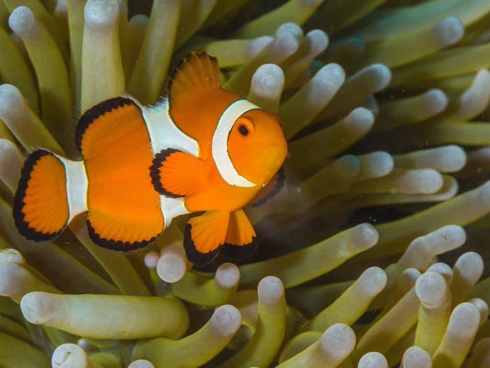 An orange and white clown fish in an anemone.