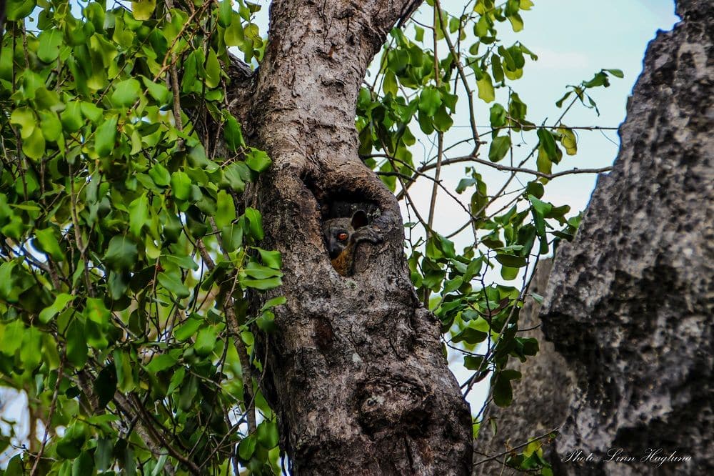 A tree lemur peeks out from a hole in a tree.