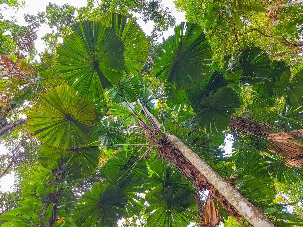Looking up at a tree with leaves that radiate from a point, forming circles of green.