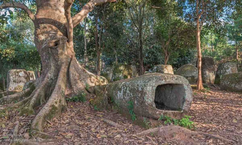 A large tree with wide-spreading roots and, under it, a large stone jar lying on its side.