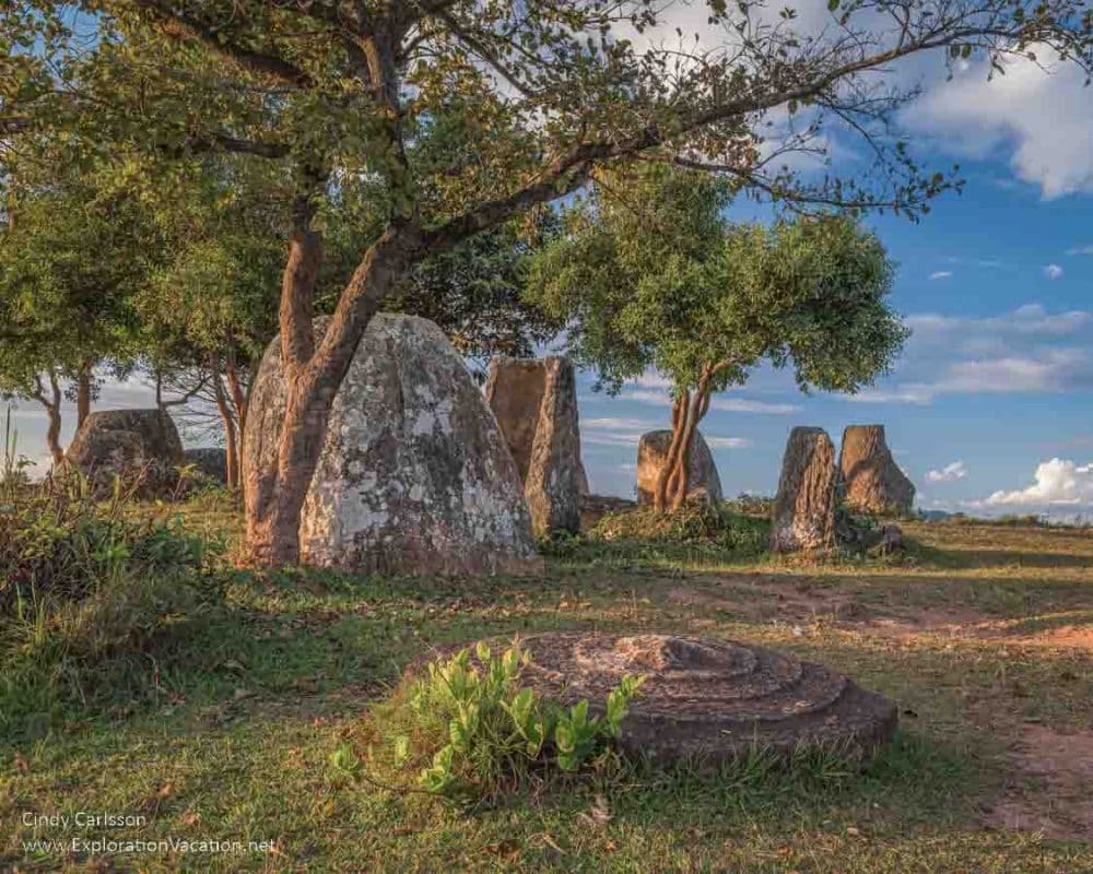 A tree overshadowing several huge stone-carved vessels.