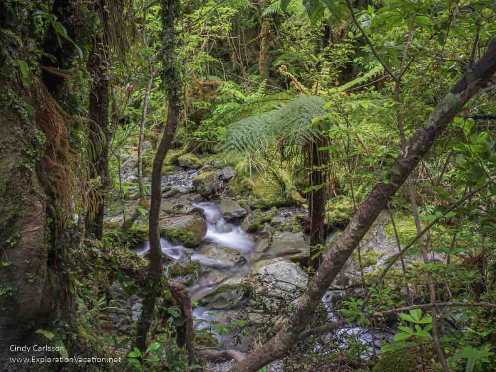 A green lush woods, with a stream running through it.