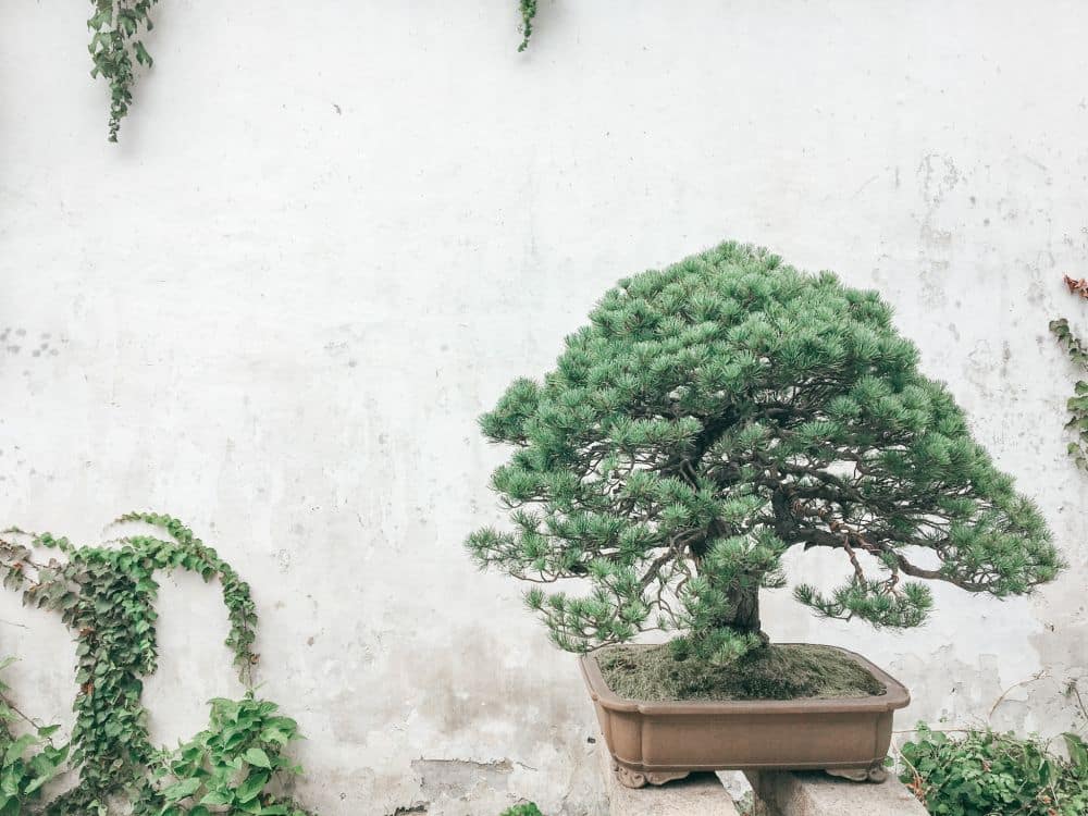 A bonsai evergreen tree in a small pot against a whitewashed wall.