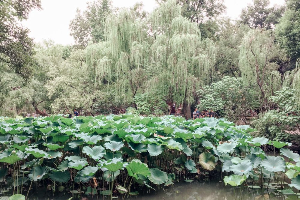 Large water lily leaves cover a pond standing up from the water's surface. Behind the pond, willow trees.