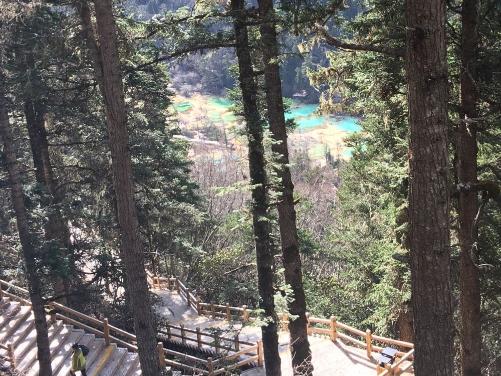 Looking down through tall pine trees at a wooden stairway and, beyond it, blue ponds.