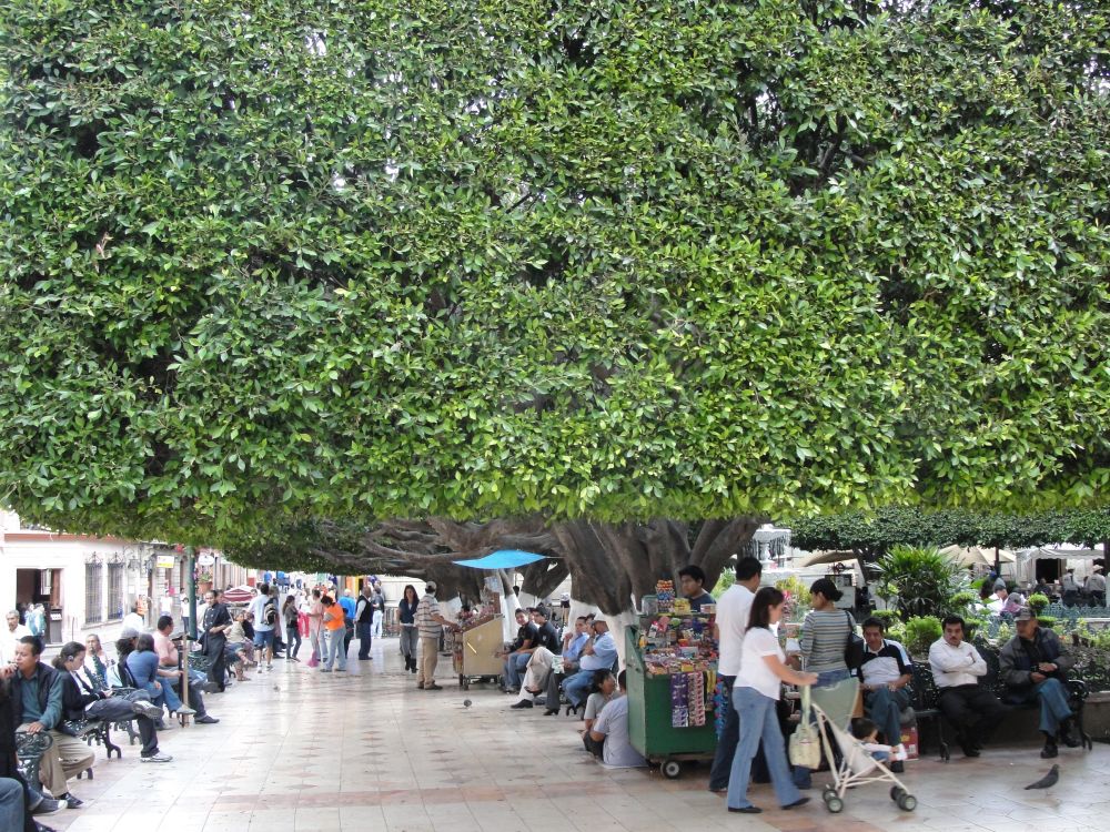 A massive tree fills most of the picture, forming a neat ceiling of a sort over a pedestrian area.
