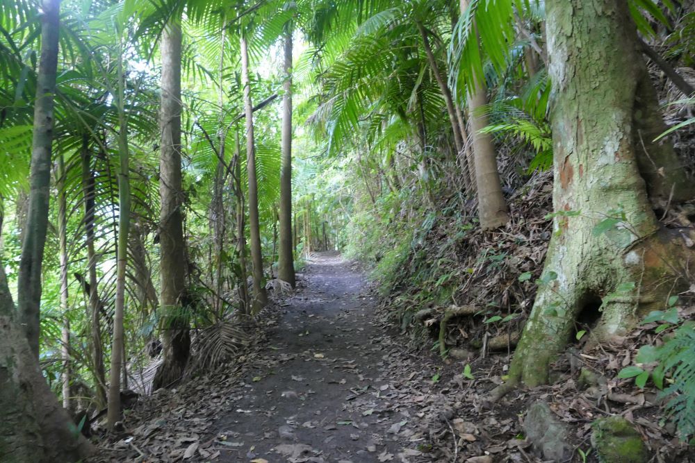 A path through a think forest: trees on either side, land sloping downward on the left and upward on the right.