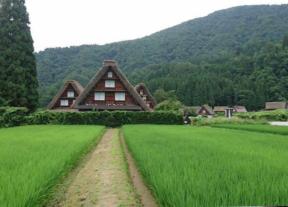 A path between green rice fields leads to a group of houses with peaked thatched roofs.