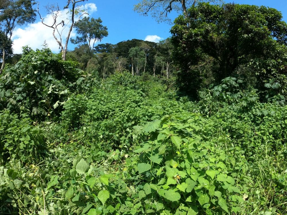 A view of the forest makes it look truly impenetrable.