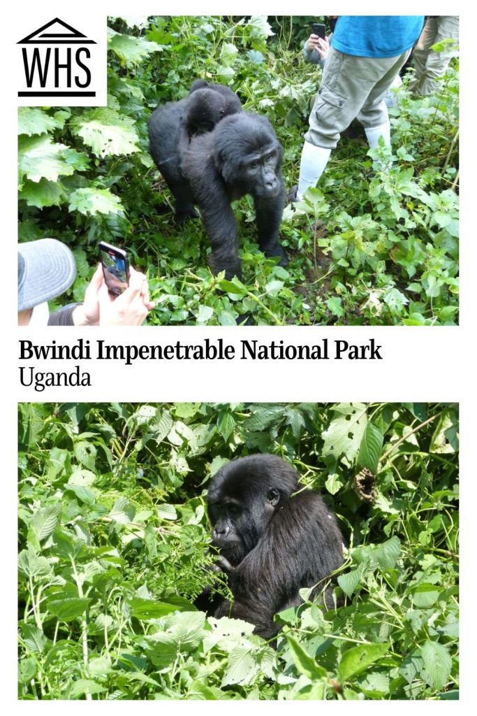 Text: Bwindi Impenetrable National Park, Uganda. Images: two views of gorillas.