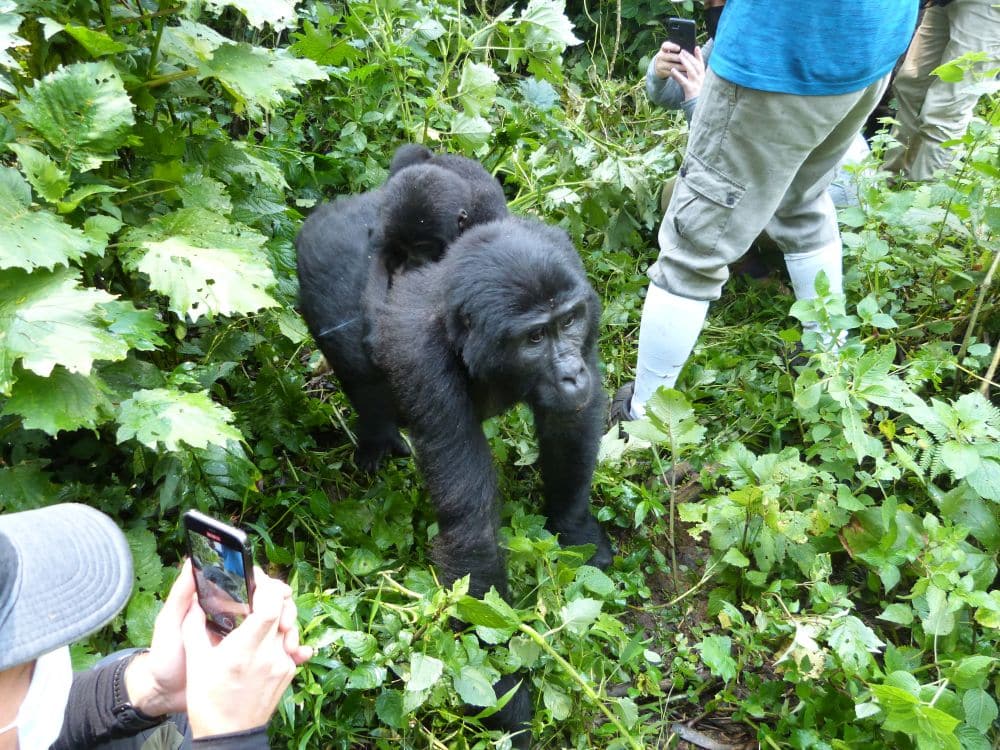 A gorilla with a baby on her back, on all fours, with the legs of a person visible right next to her and, on her other side, the hands and phone of another person visible as well.