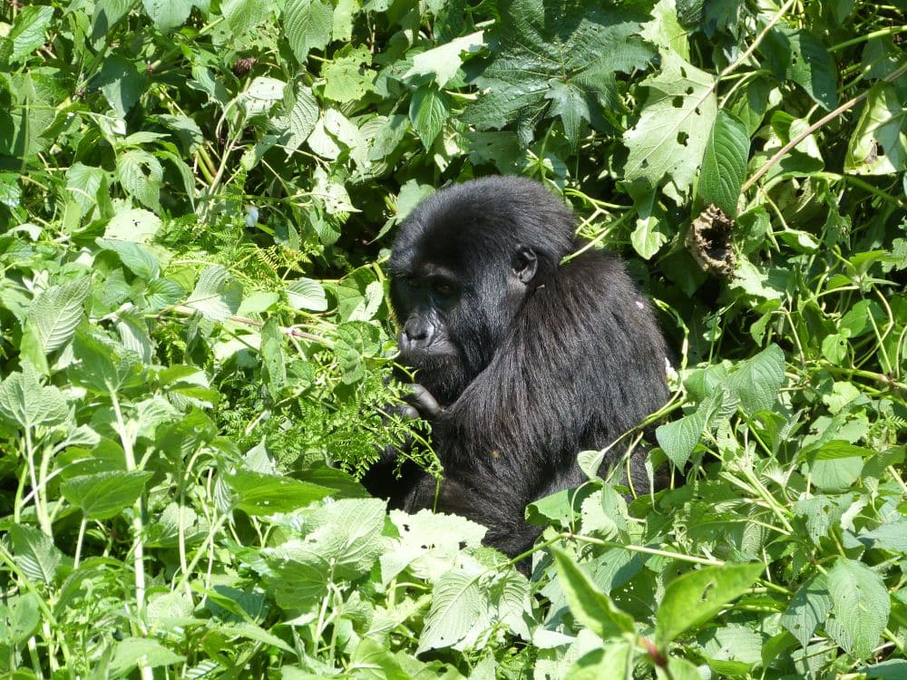 An gorilla sits in the green undergrowth, only visible from the chest up.