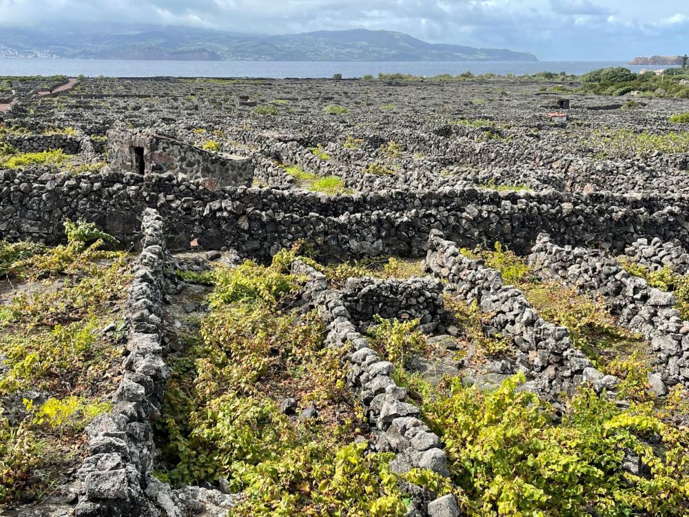 A view of the vineyards seems to go on forever: very flat land, with small areas divided by lots of stone walls, vines growing between them, close to the ground.