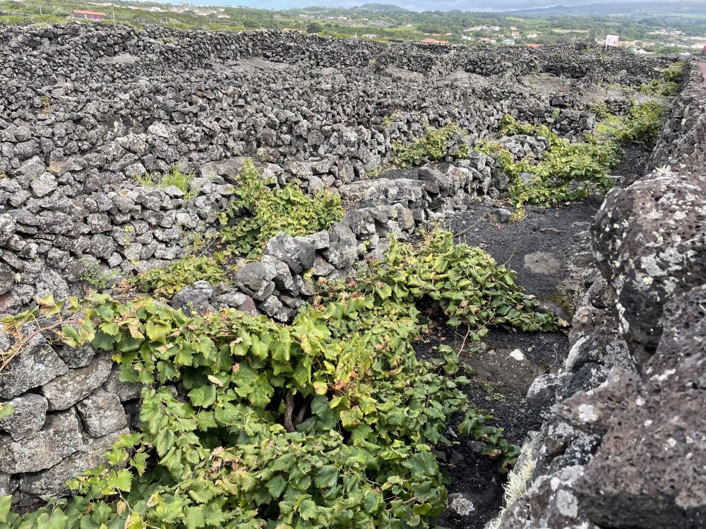 Grapevines, low to the ground, surrounded in small sections by stone walls.