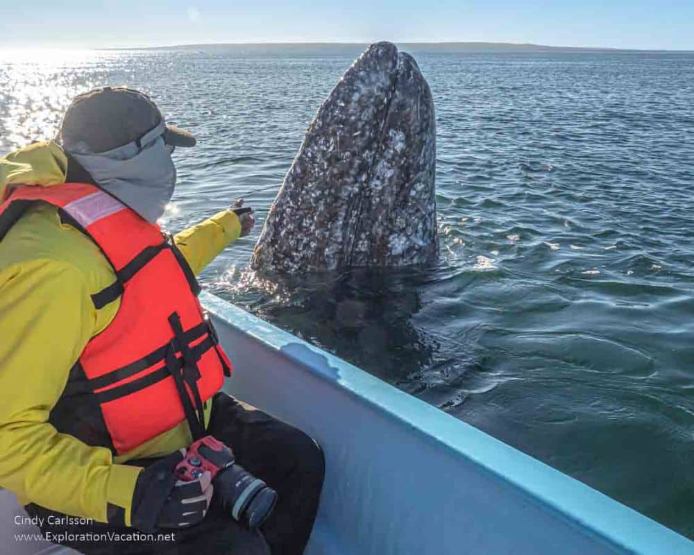 A whale's head sticks vertically out of the water. In the foreground, a person in raincoat and lifevest  reaches his hand out toward the whale.