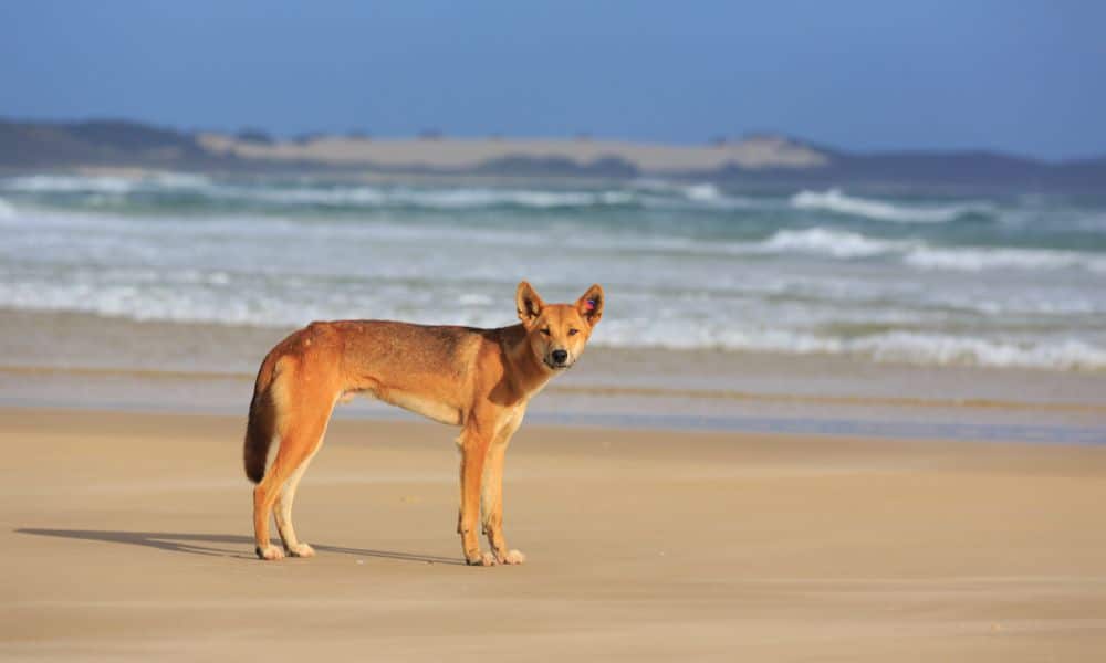 A dingo stands on a beach, the ocean behind it. It looks at the camera.