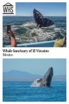 Text: Whale Sanctuary of El Vizcaino, Mexico. Images: top, a whale's tail extending out of the water; bottom, a whale breaching.