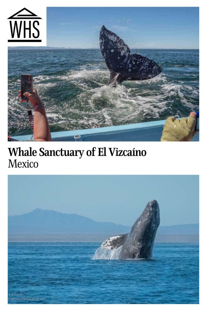 Text: Whale Sanctuary of El Vizcaino, Mexico. Images: top, a whale's tail extending out of the water; bottom, a whale breaching.