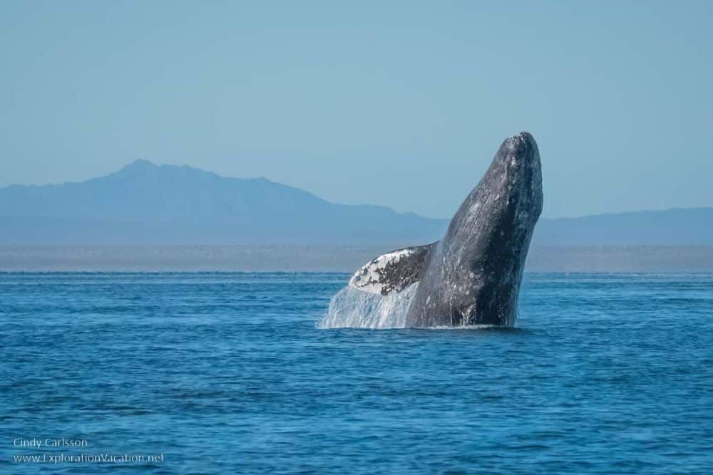 A whale breaching the water almost vertically, quite high so both flippers are above the water too.