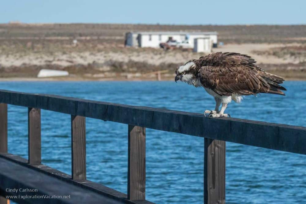 An osprey perches on a railing at Laguna Ojo de Liebre