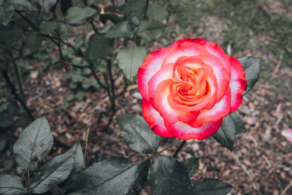 A close-up of a rose: red edges, fading to pink toward the center.