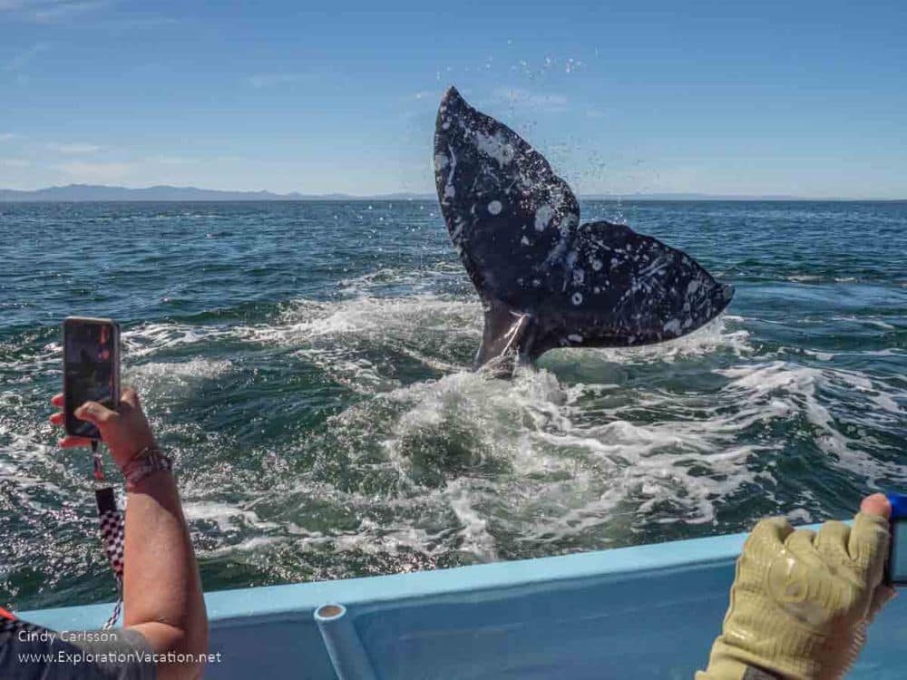 A whale's tail waves out of the sea, while two people hold cell phones in the foreground.