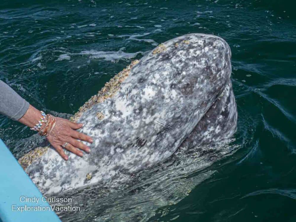 A whale's head, gray flecked with white, being patted by a person over the edge of a boat.