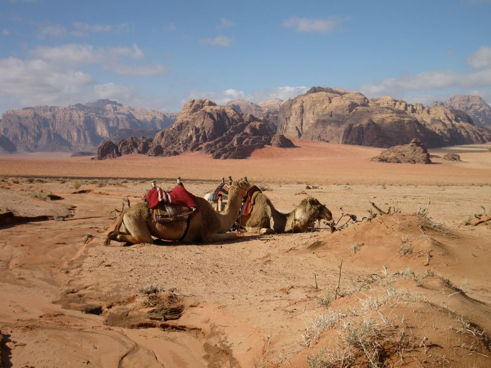 Two camels lying down in the foreground, desert floor beyond them and huge rocky mountains behind that.