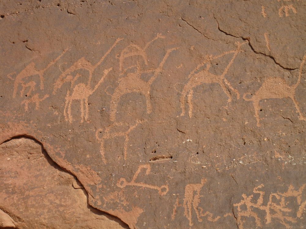 Rock drawings, or rather carvings, show people riding camels.