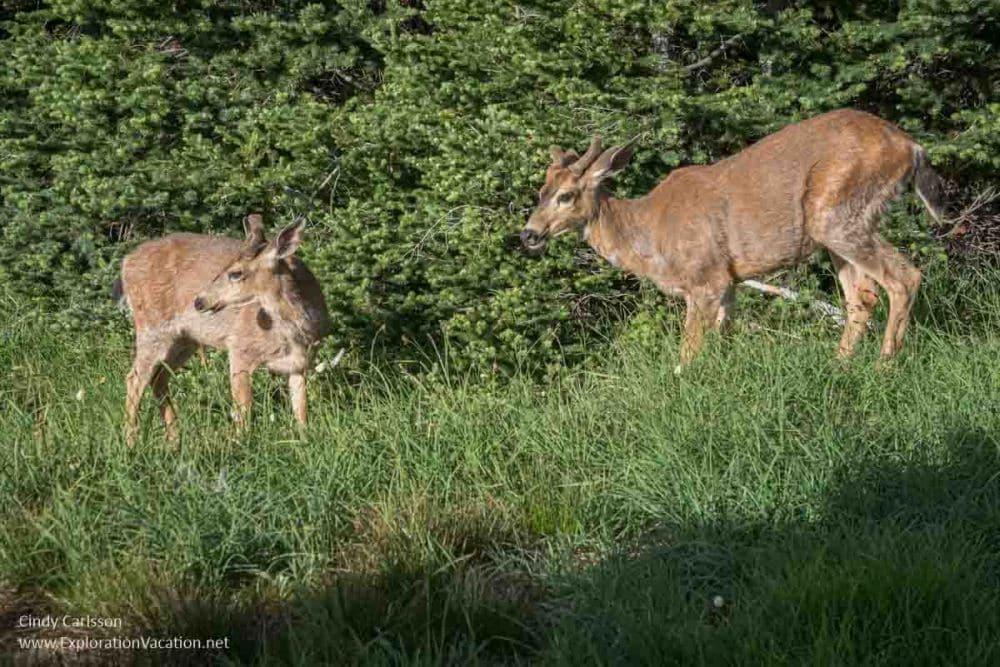 Two deer grazing in Olympic National Park.