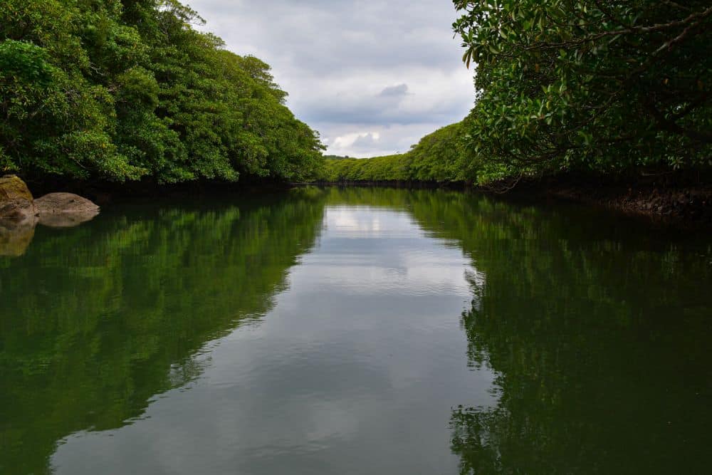 A river straight ahead, with dense mangrove forest on both sides.