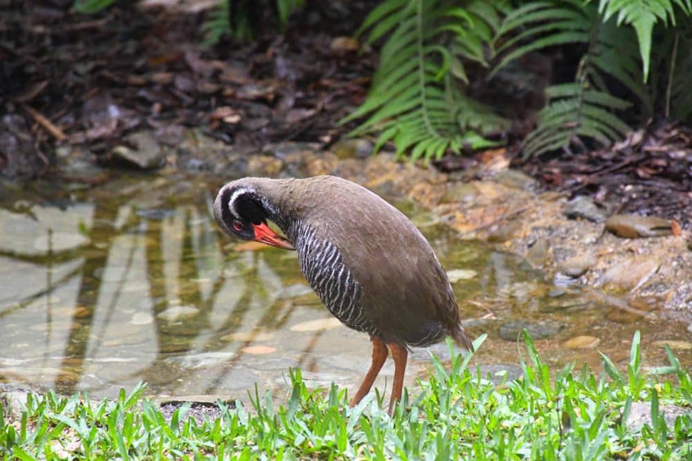 A rail bird