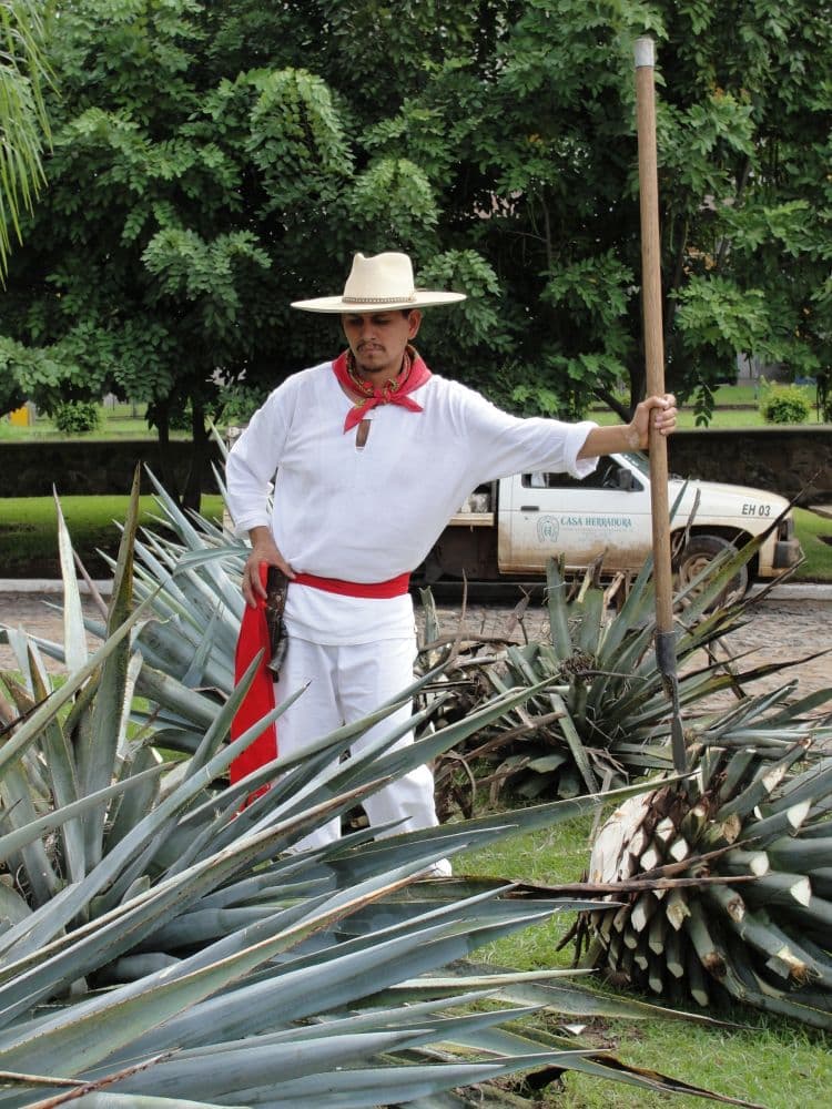 A worker in a traditional white outfit with a red belt and scarf, cutting agave roots.