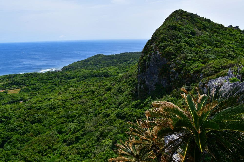 palm trees in the foreground, thick forest downhill to blue sea.