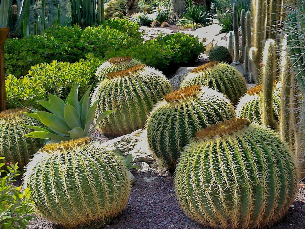 Not palms but round cactuses.