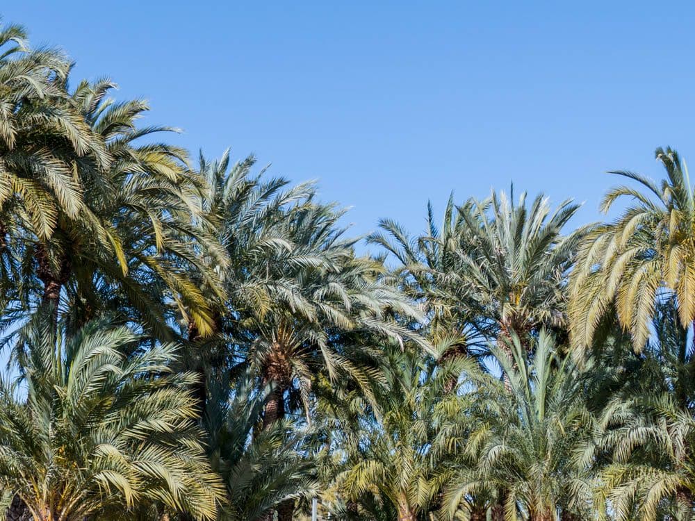 A view of the tops of a group of palm trees.